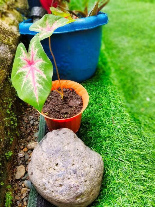 Poetry Garden Bocas Town Colon Island Villa Bagian luar foto