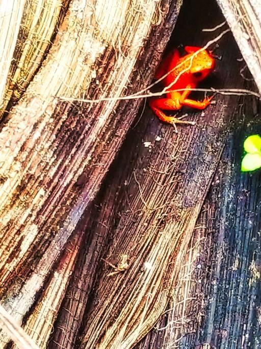Poetry Garden Bocas Town Colon Island Villa Bagian luar foto