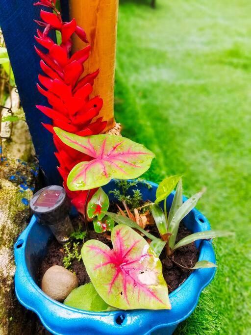 Poetry Garden Bocas Town Colon Island Villa Bagian luar foto