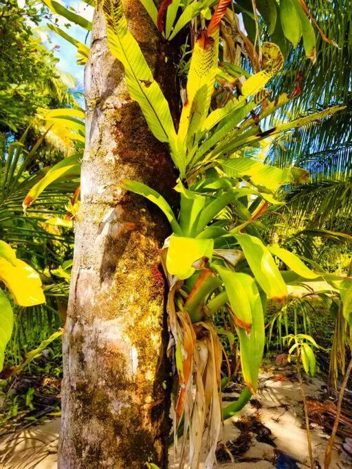 Poetry Garden Bocas Town Colon Island Villa Bagian luar foto